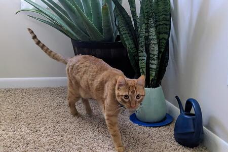 An orange cat walks near potted house plants at ground level