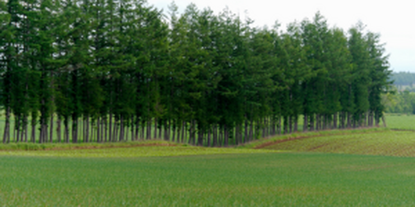 Row of trees used as windbreak